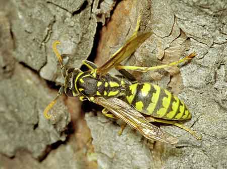 http://www.adventure-life.com/galapagos/images/Animals/paper_wasp.jpg